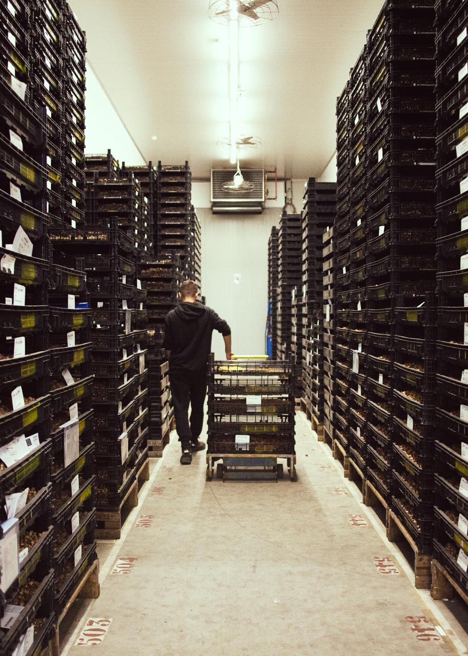 Man loopt met kar vol bloembollen tussen stapels kratten door.