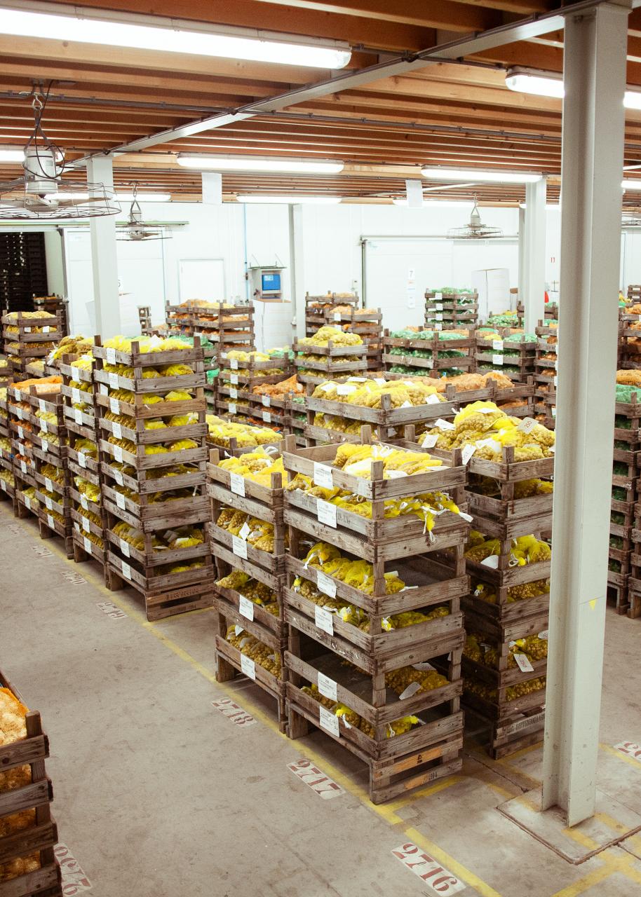 Overzicht van veel kratten met bloembollen in de schuur.