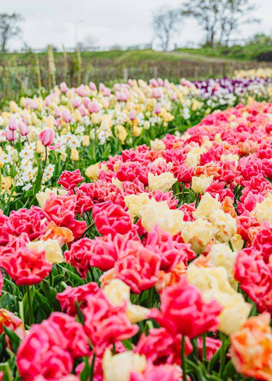 Veld met tulpen in verschillende kleuren.
