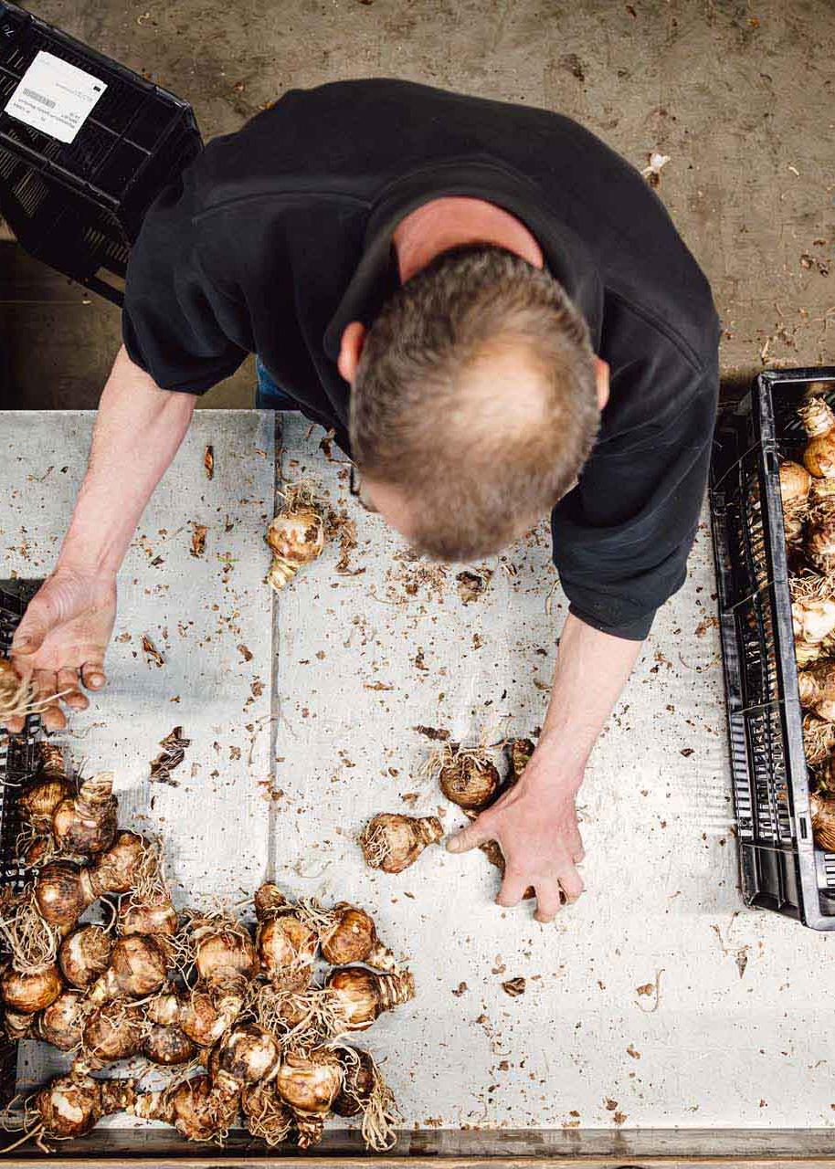 Een bovenaanzicht van iemand die bollen sorteert in kratten.