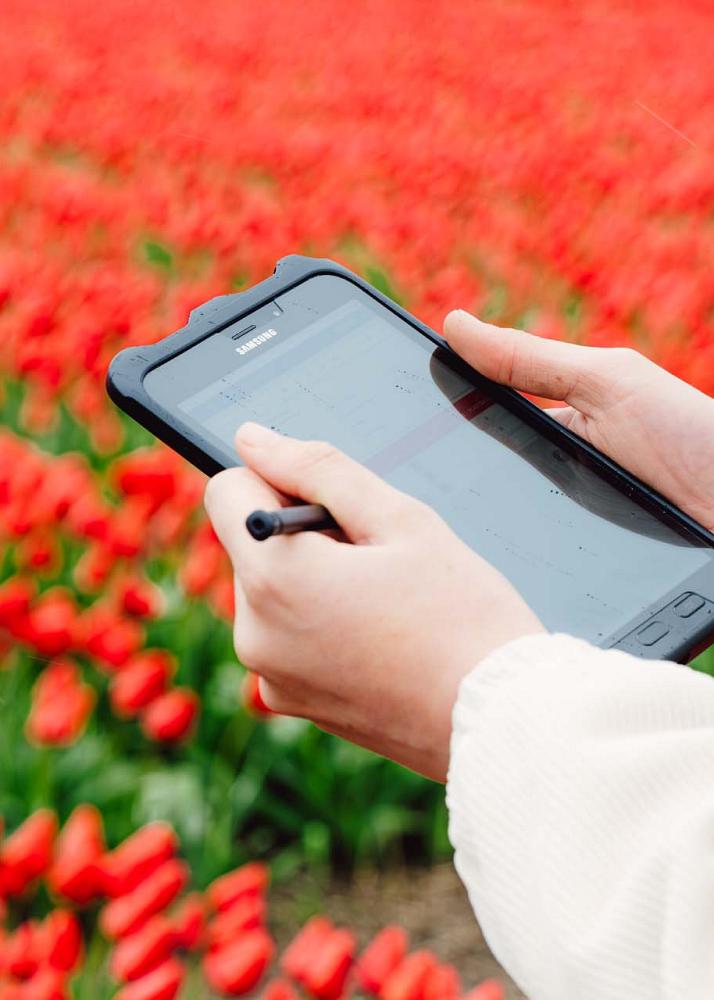 Iemand houdt tablet vast in handen met een pen met rode tulpen op de achtergrond.