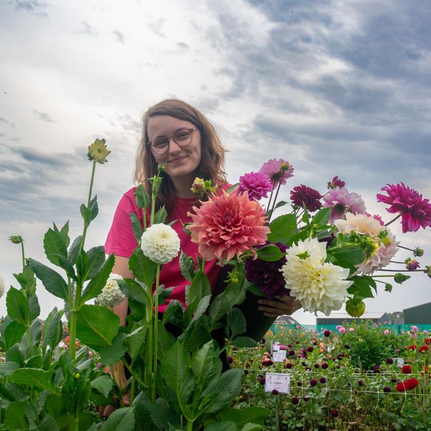 Vrouw met bril houdt groot boeket dahlia’s in verschillende kleuren op bloemenveld.