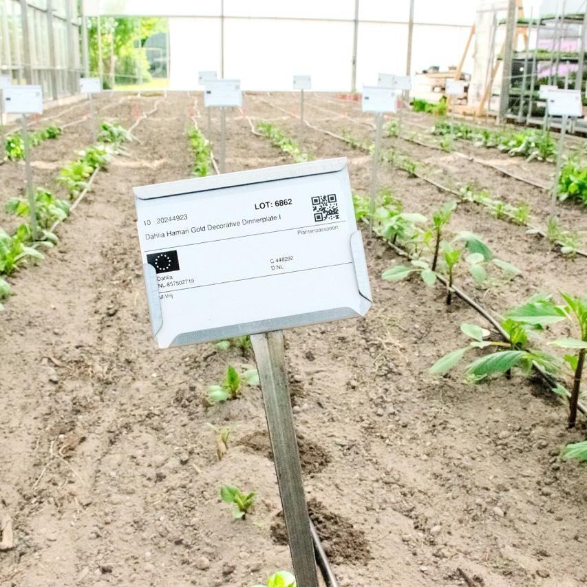 Label met kweekinformatie bij jonge dahlia-planten in kas met proefvakken.