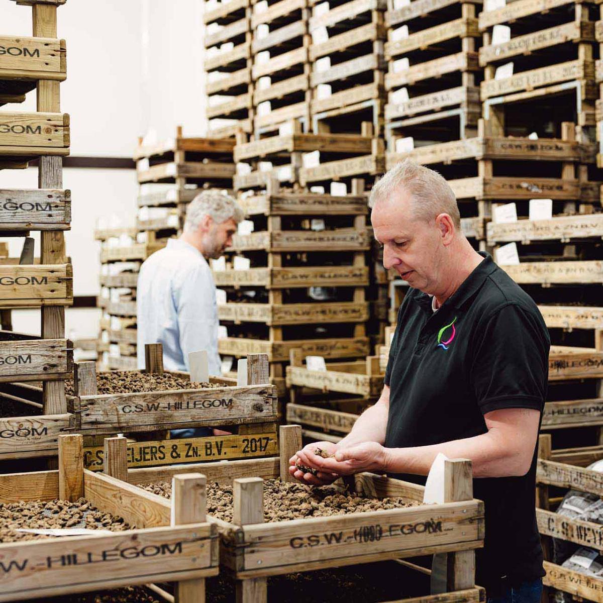 Een man inspecteert bloembollen in een opslagruimte vol houten kratten.