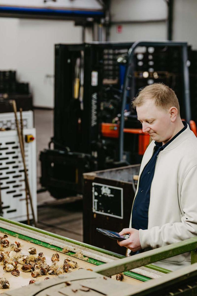 Man staat bij lopende band met tulpenbollen kijkend op mobiel in zijn hand.
