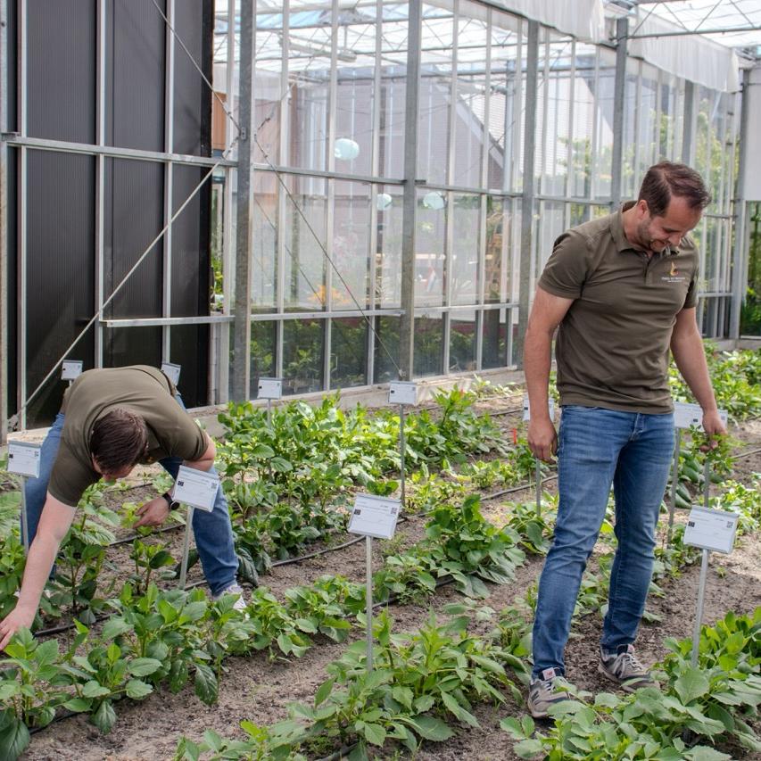 Twee mannen inspecteren jonge dahlia-planten in kas met proefvakken en bordjes.