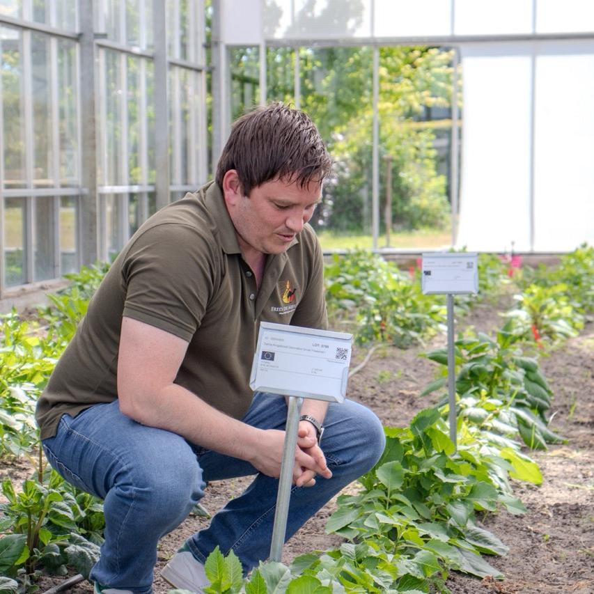 Man observeert jonge dahlia-planten in kas en controleert label met rasinformatie.