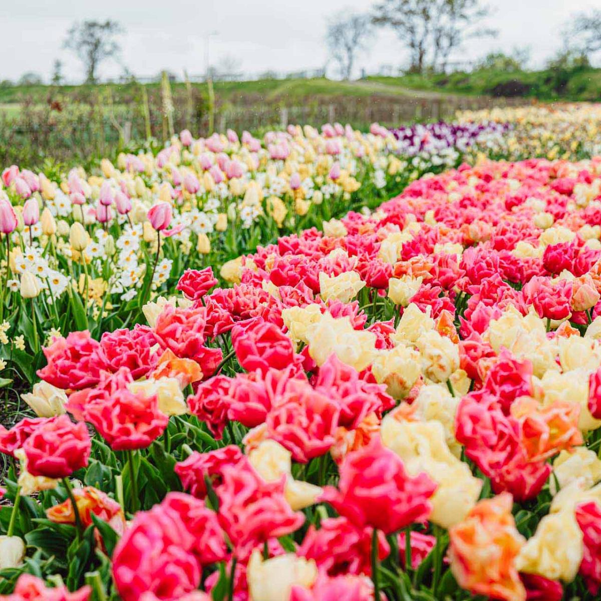 Veld met kleurrijke rijen bloeiende tulpen in verschillende kleuren, met bomen en grasland op de achtergrond.