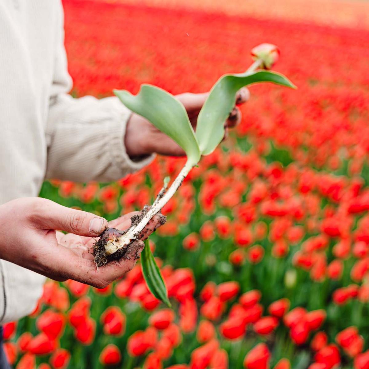 Persoon houdt een bloeiende tulp met bol en wortels vast boven een veld vol rode tulpen bij een bloembollenbedrijf.