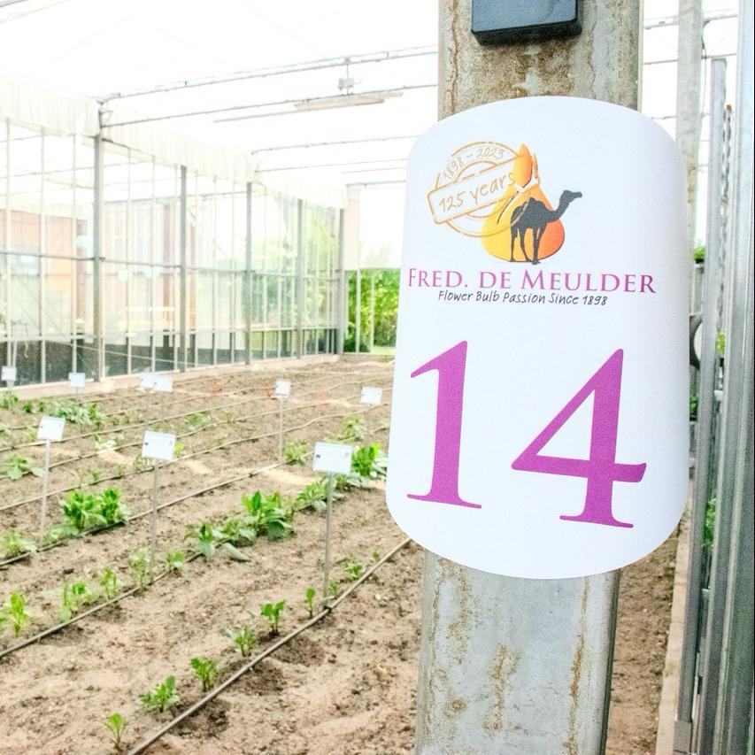 Bord met nummer 14 en logo van Fred. de Meulder in kas met jonge dahlia-planten.