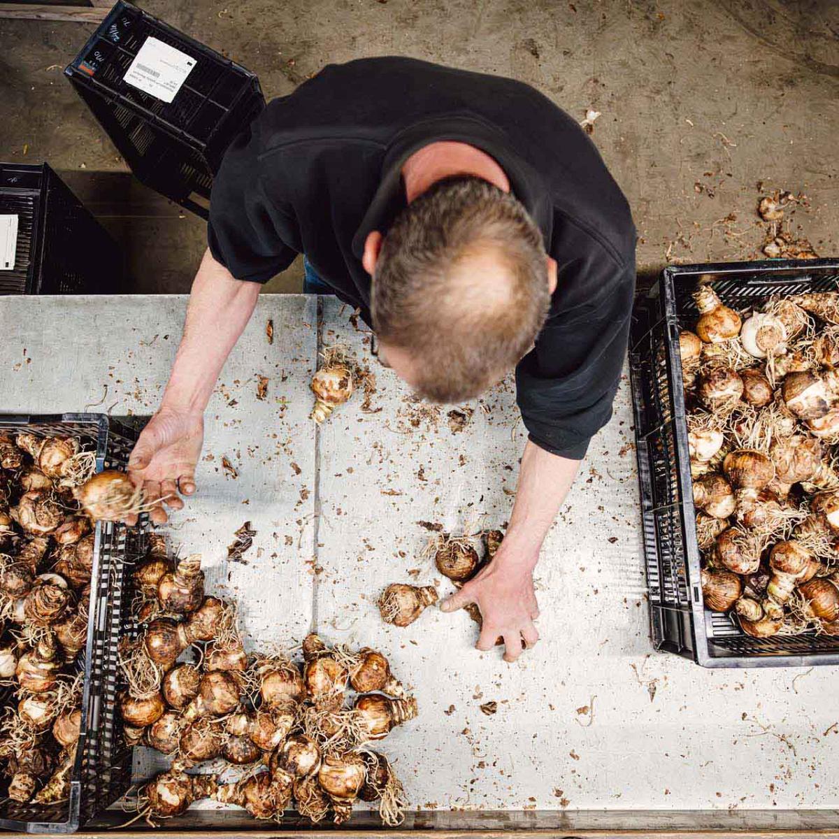 Man sorteert bollen uit in twee kratten op een werkbank.