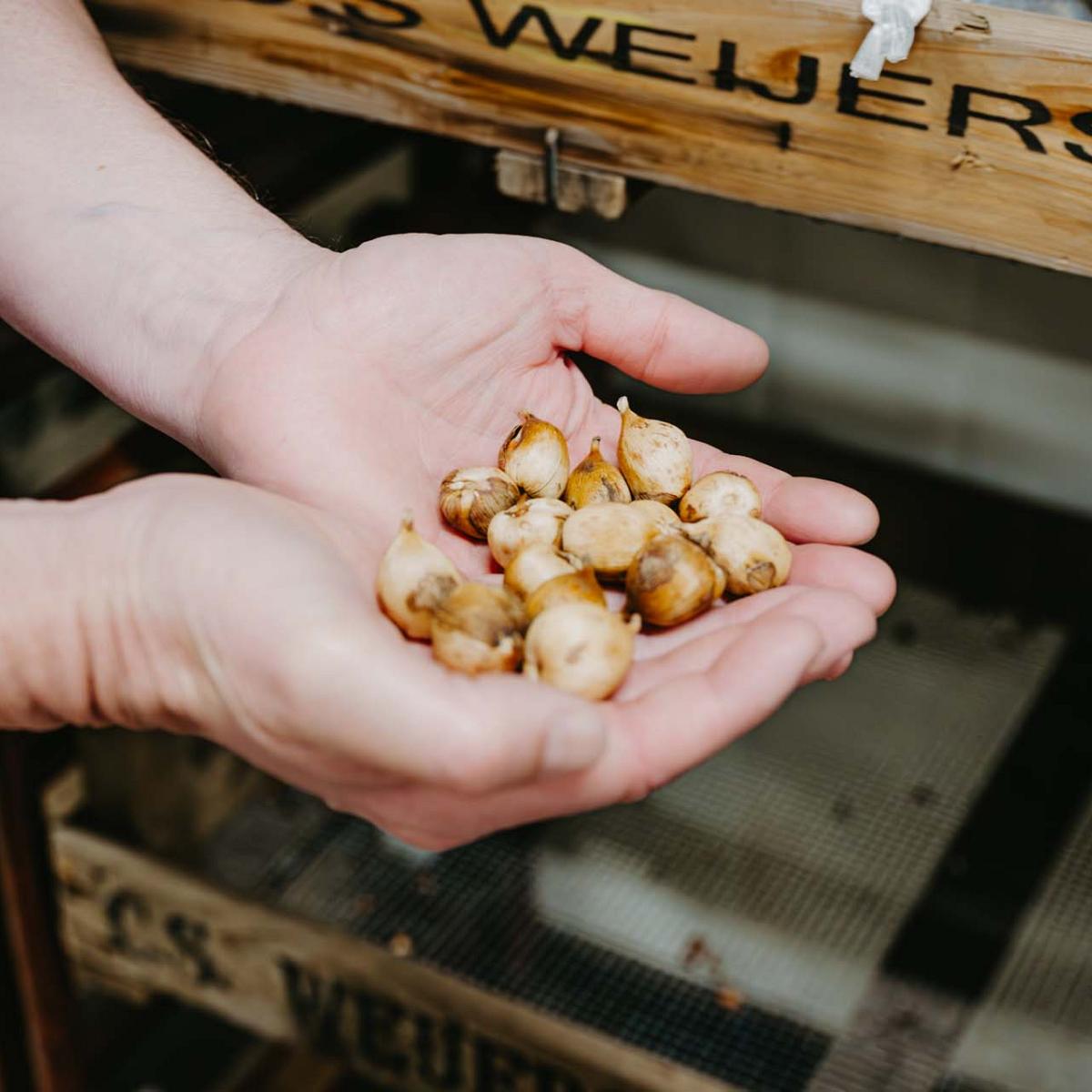 Twee handen tonen tulpenbollen met houten kratten op de achtergrond.