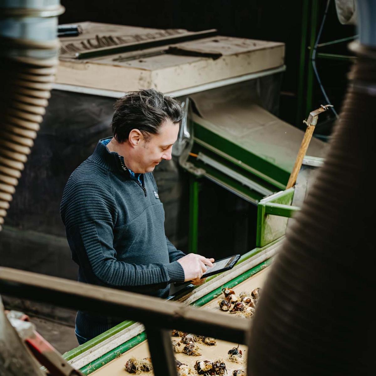 Man kijkt op tablet bij een lopende band met tulpenbollen.
