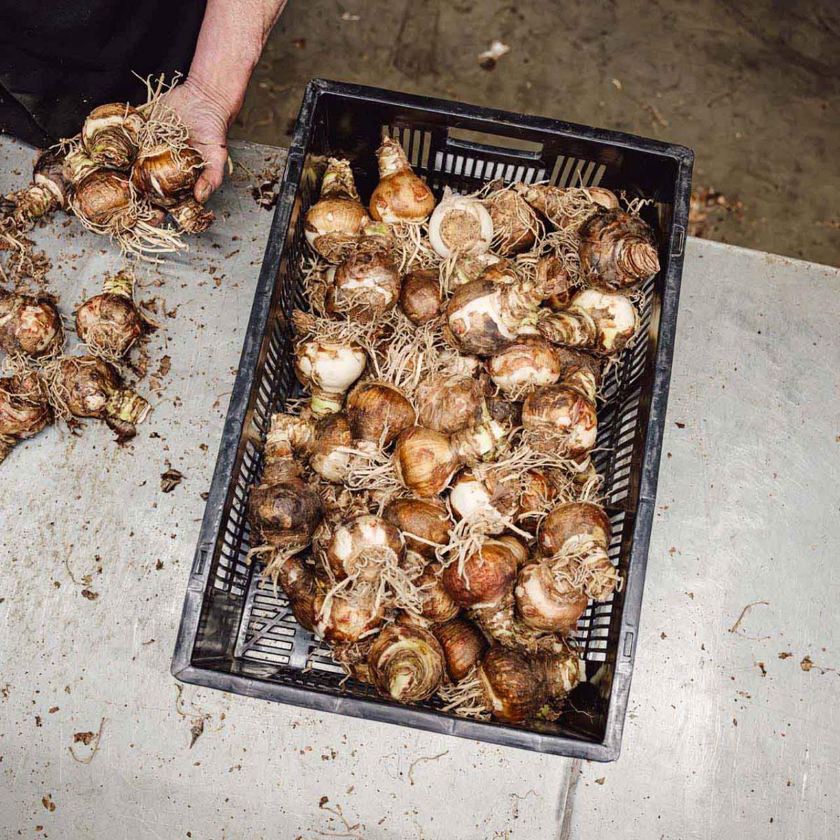 Handen plaatsen geoogste bollen met wortels in een krat. 