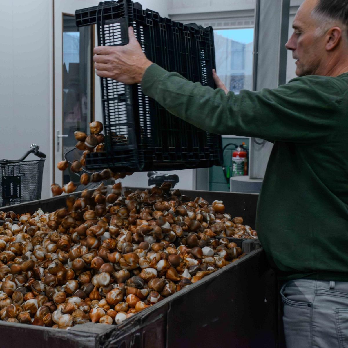 Een man in een groene trui giet bloembollen uit een grote zwarte krat in een bak vol bloembollen. Op de achtergrond zijn houten kratten met zakken te zien.