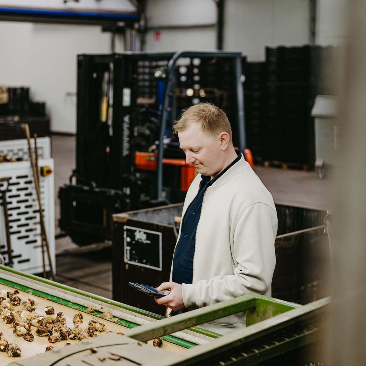 Man staat bij lopende band met tulpenbollen kijkend op mobiel in zijn hand.