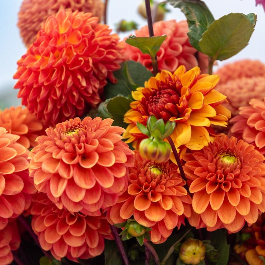 Oranje dahlia’s met ronde bloemblaadjes in een dichte bos in de volle zon.