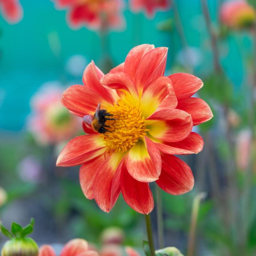 Oranje dahlia met gele kern en bij op het bloemhart tegen groene achtergrond.