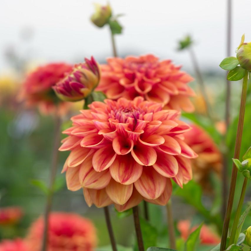 Twee oranje-rode dahlia’s met bolvormige bloemblaadjes in bloeiende tuin.
