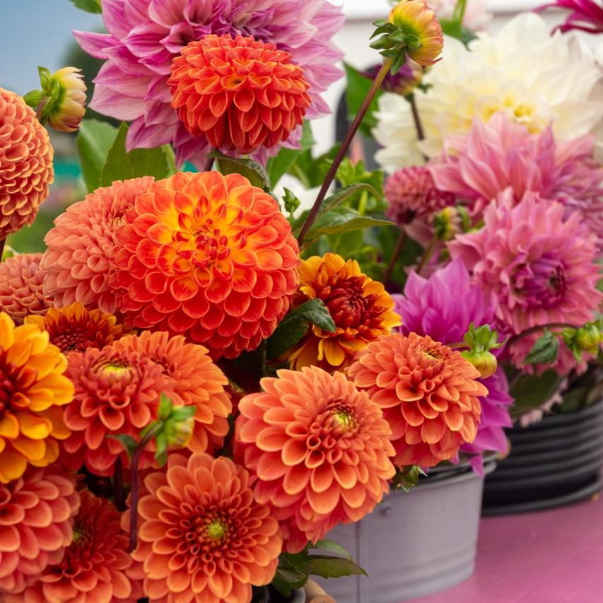Boeket met oranje dahlia’s en paarse bloemen in emmers op markttafel.