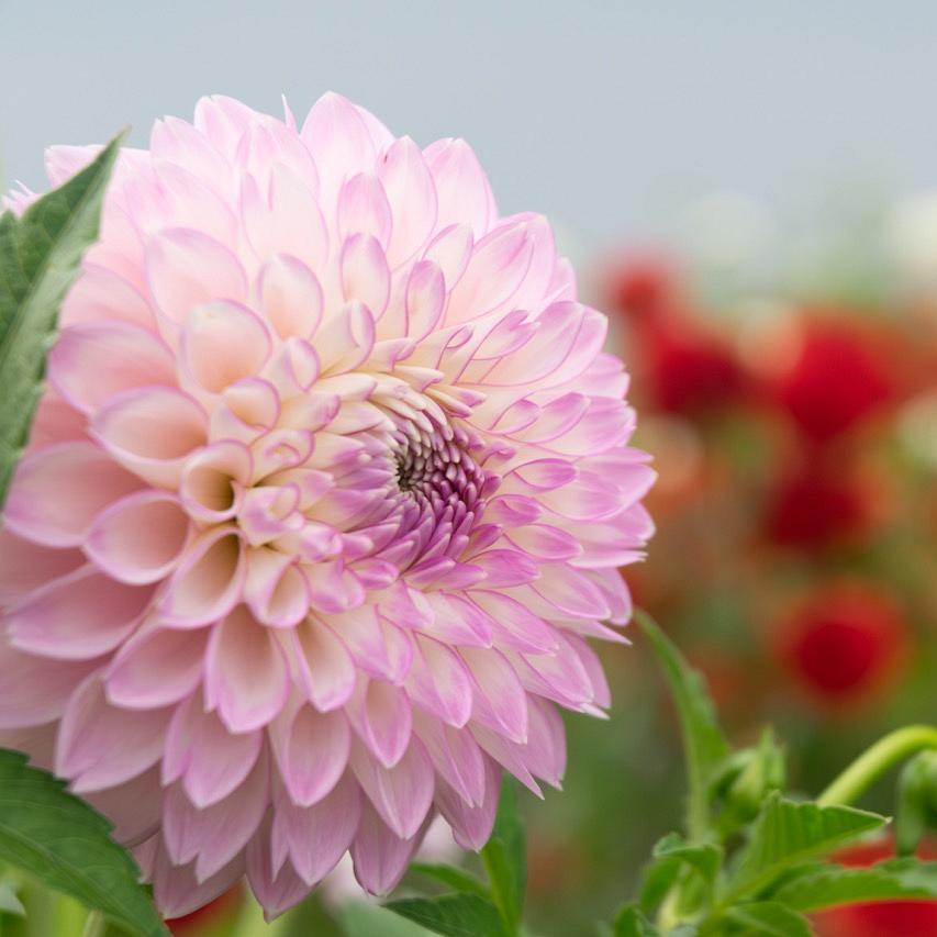 Lichtroze dahlia met symmetrische bloemblaadjes in volle bloei op een zonnige dag.