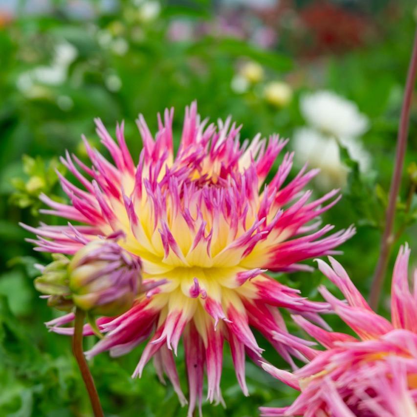 Roze-gele cactusdahlia met smalle puntige bloemblaadjes tussen groene bladeren.