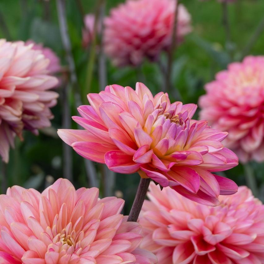 Zachtroze dahlia’s met dichte bloemblaadjes in een zomerse bloementuin.