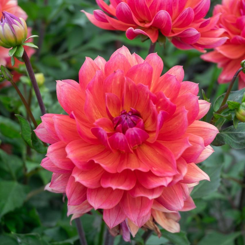 Oranjerode dahlia met volle bloemblaadjes in een levendige tuinomgeving.
