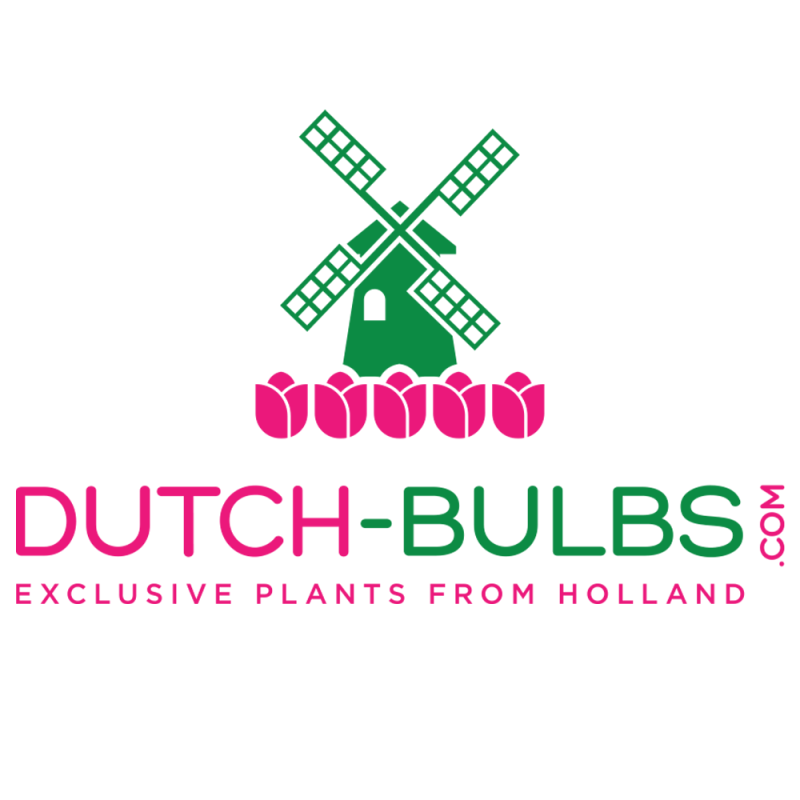 Logo van Dutch Bulbs: een groene molen met daarvoor vijf roze rozen, met daaronder de tekst 'Dutch-Bulb.com exclusive plants from Holland'